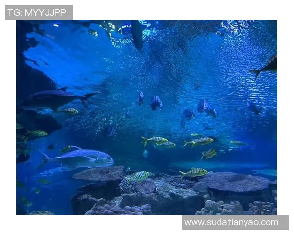 仙台七夕与海洋的奇妙交融探寻传统与自然的美丽结合